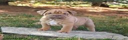 English Bulldog dogs for sale: Fiddle - Ad 1