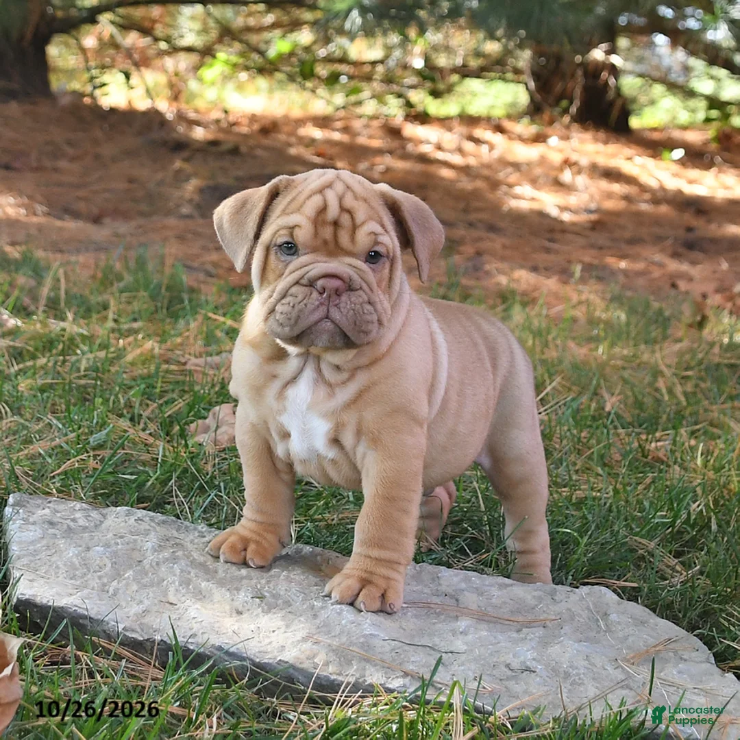 English Bulldog dogs for sale: Fiddle - Ad 1