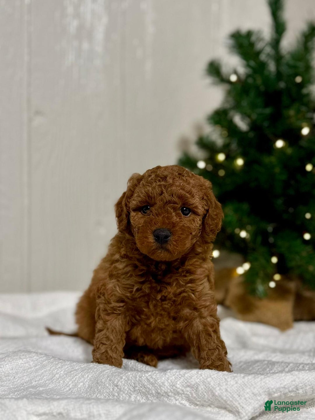 Mini Goldendoodle dogs for sale: Joy - Ad 1