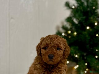 Mini Goldendoodle dogs Joy - Ad 15