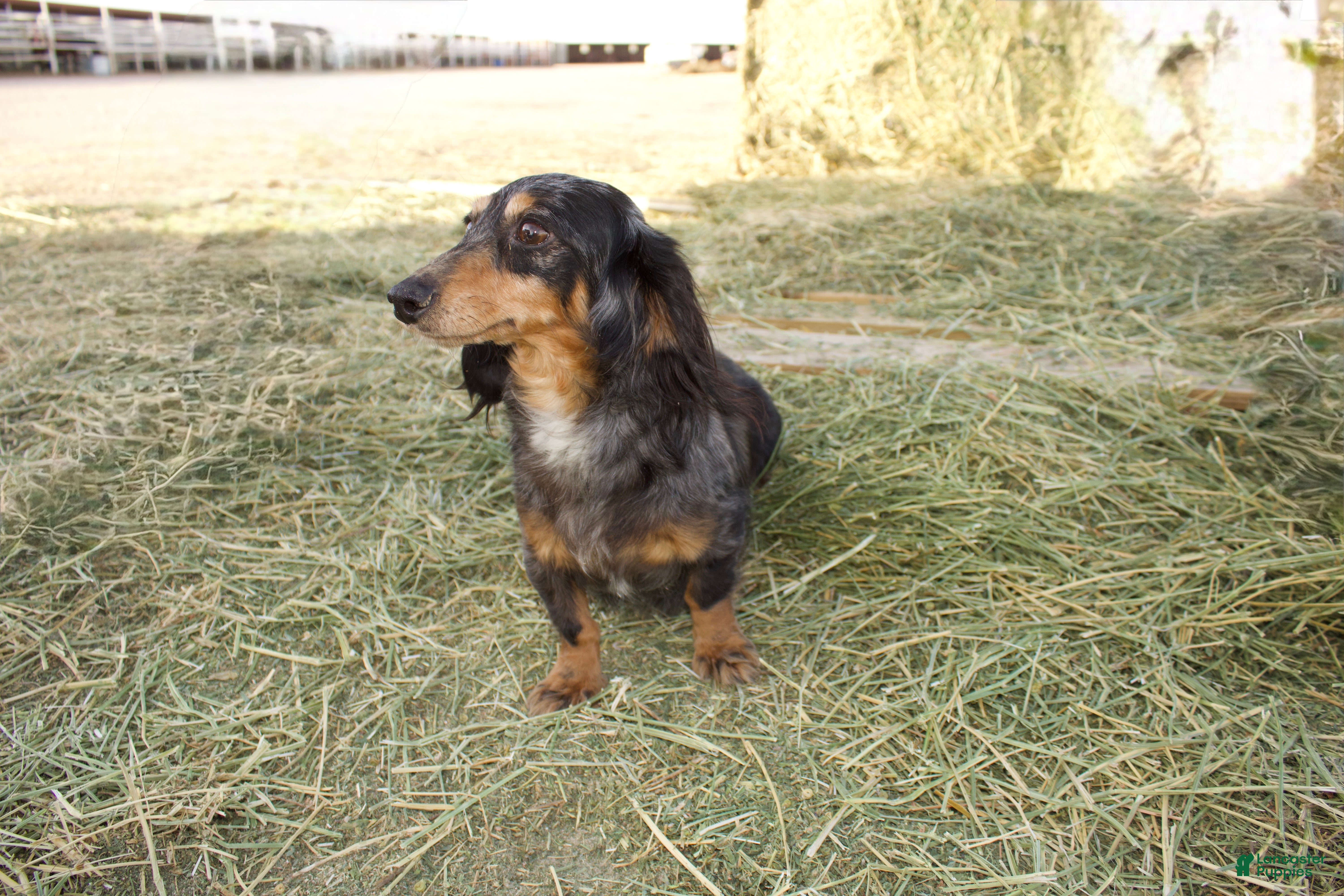 Dachshund dogs Dachshund Puppy 1 - Ad 11