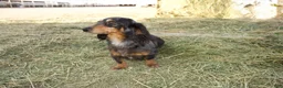 Dachshund dogs for sale: Dachshund Puppy 1 - Ad 1