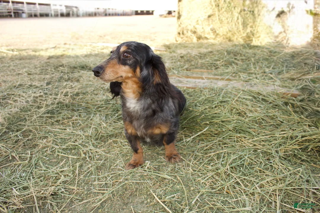 Dachshund dogs for sale: Dachshund Puppy 1 - Ad 1