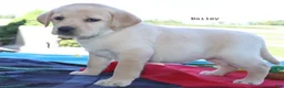 Labrador Retriever dogs for sale: Bailey - English Champ lines - Ad 4