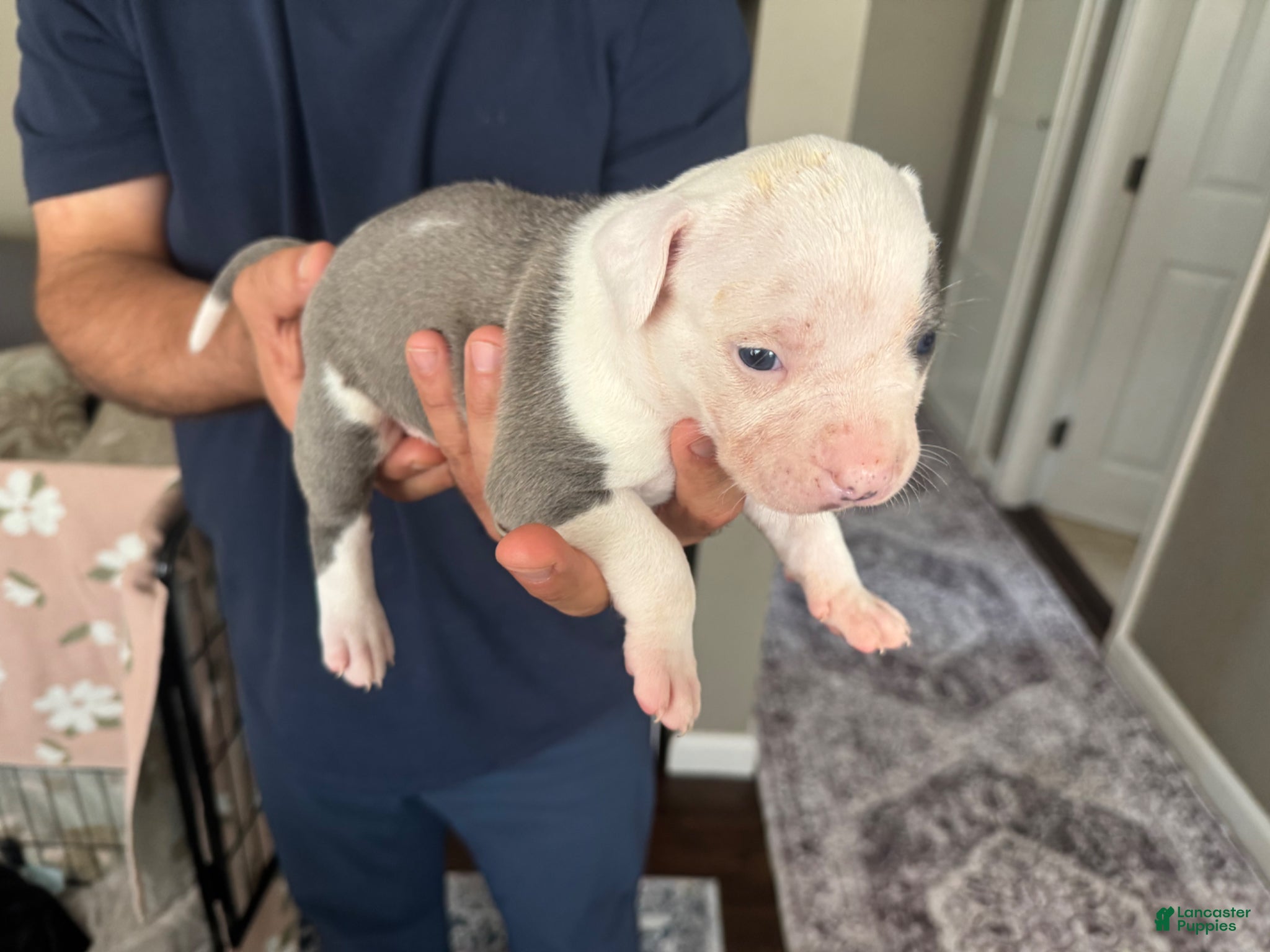 American Bully dogs American Bully Puppy 1 - Ad 1