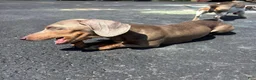 Miniature Dachshund dogs for sale: BLOSSOM - Ad 6