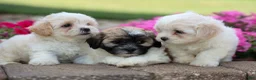 Teddy Bear dogs for sale: Bubbles 💖 - Ad 19