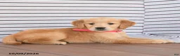 Golden Retriever dogs for sale: Daisy - Ad 4