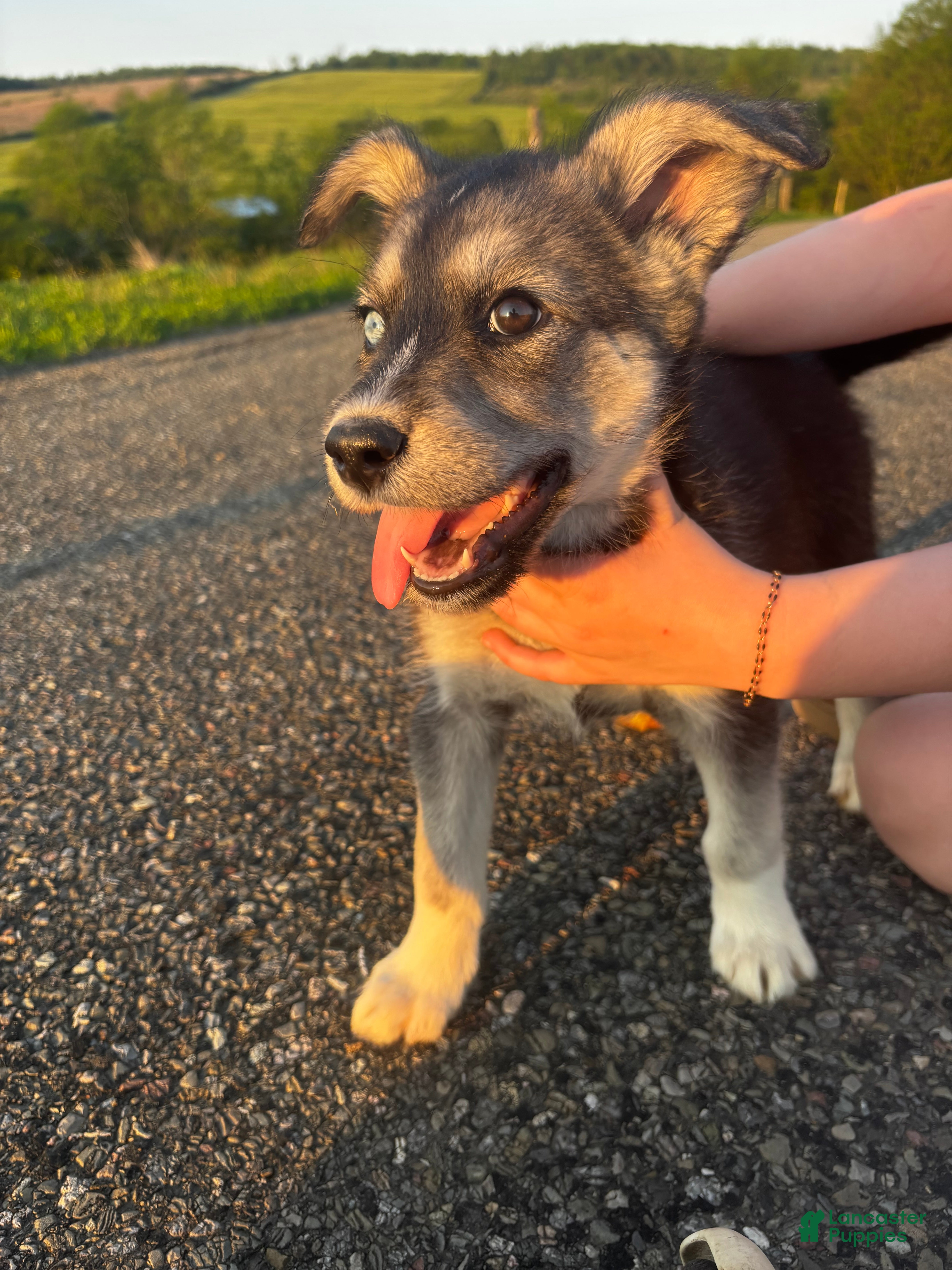 Huskipoo dogs Ducky - Ad 1