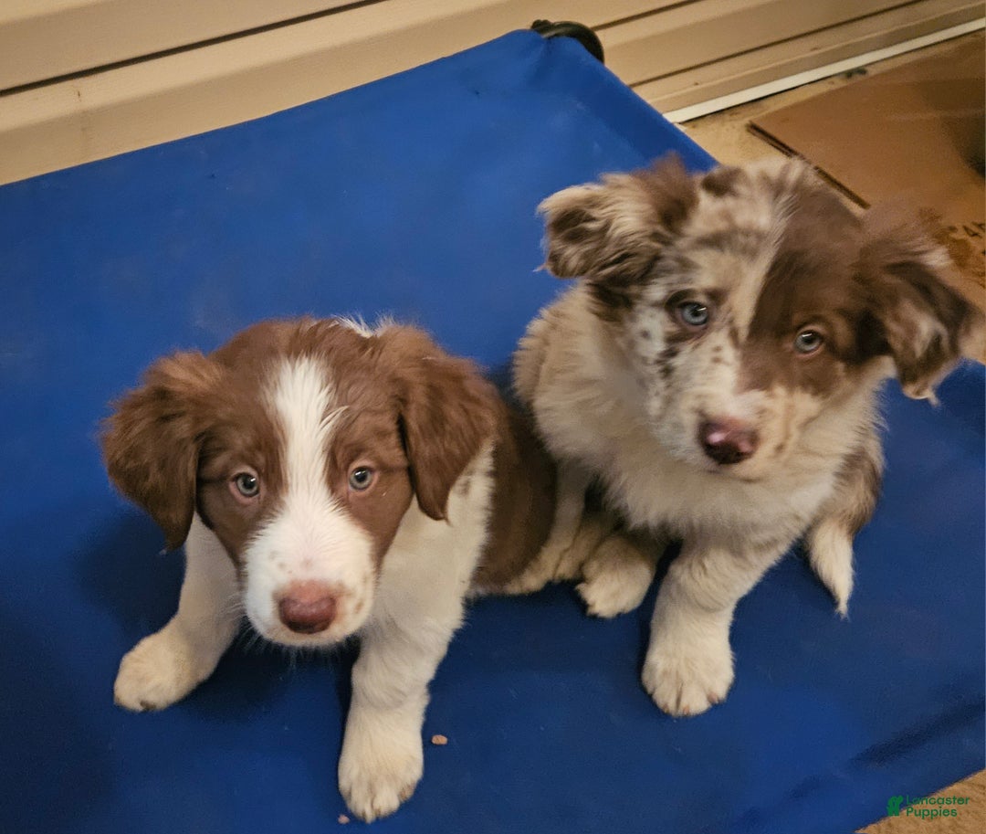 Border Collie dogs for sale: Border Collie Puppy 2 - Red Merle - Ad 11