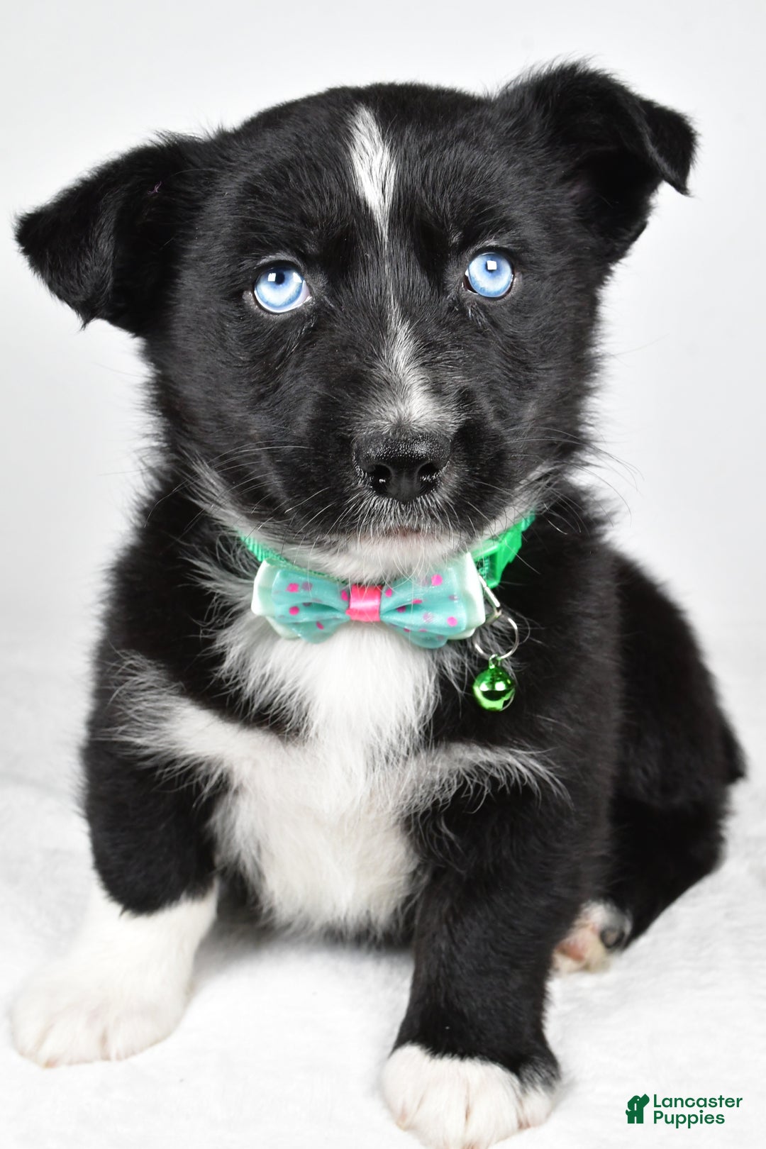 Mixed Breed dogs for sale: Prescott - Ad 7