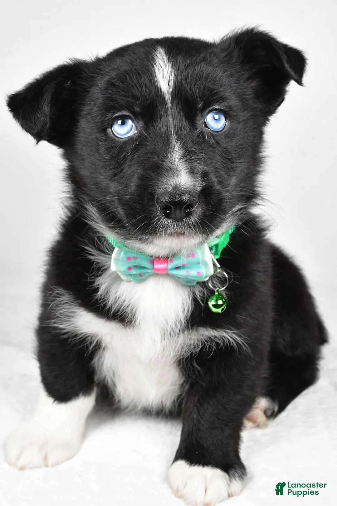 Mixed Breed dogs for sale: Prescott - Ad 7