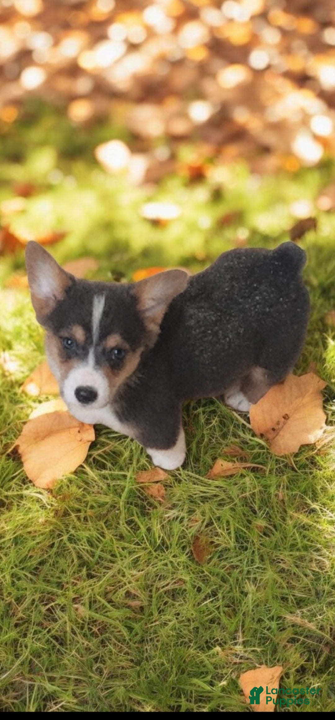 Welsh Corgi Pembroke dogs for sale: Alfie bluie  - Ad 22