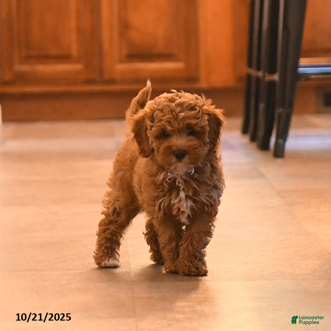 Cockapoo dogs for sale: Mia  - Ad 9