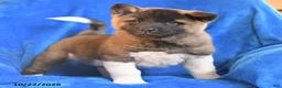 Akita dogs for sale: Princess - Ad 4