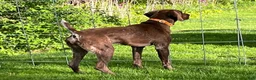 German Shorthaired Pointer dogs for sale: M1 - Ad 13