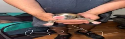 American Pit Bull Terrier dogs for sale: American Pit Bull Terrier Puppy 1 - Ad 13
