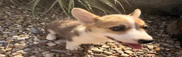 Welsh Corgi Pembroke dogs for sale: Tucker - Ad 16