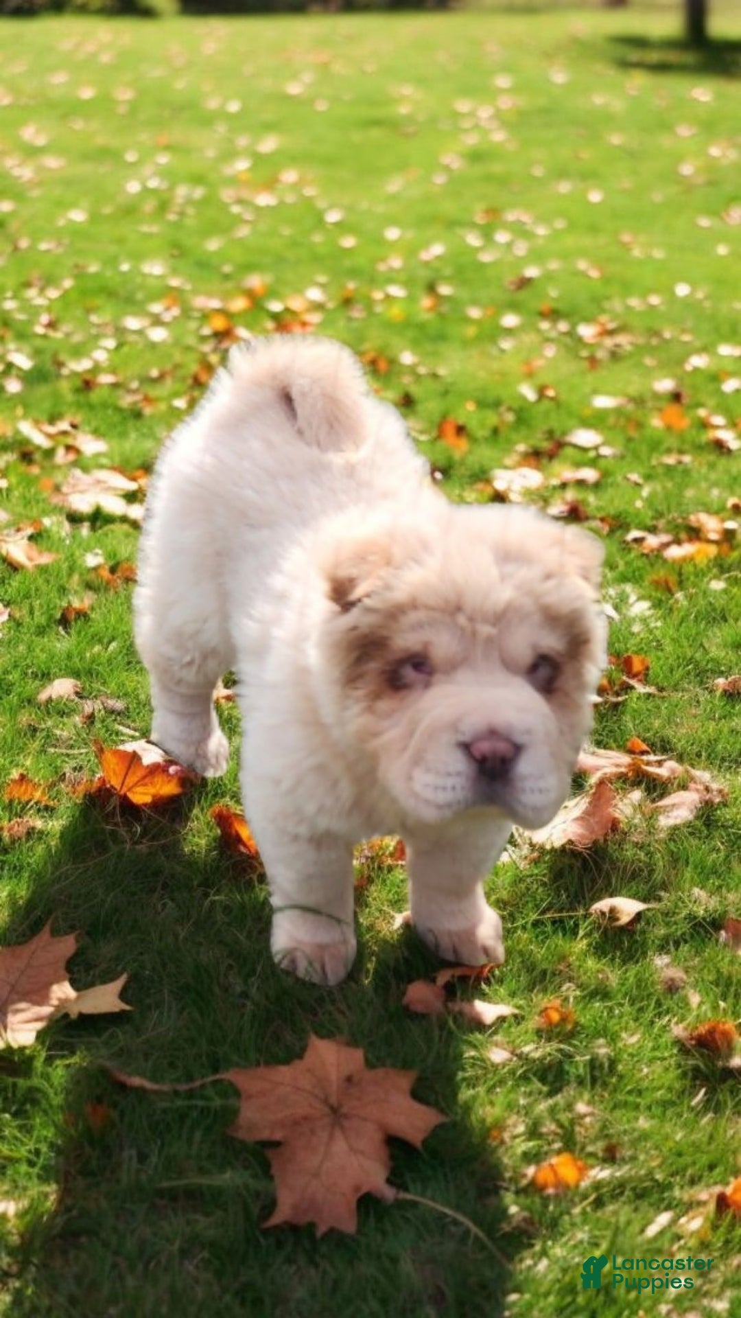 Shar Pei dogs for sale: Creamsicle  - Ad 10