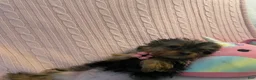 Yorkshire Terrier dogs for sale: Yorkshire Terrier 1 - Ad 2