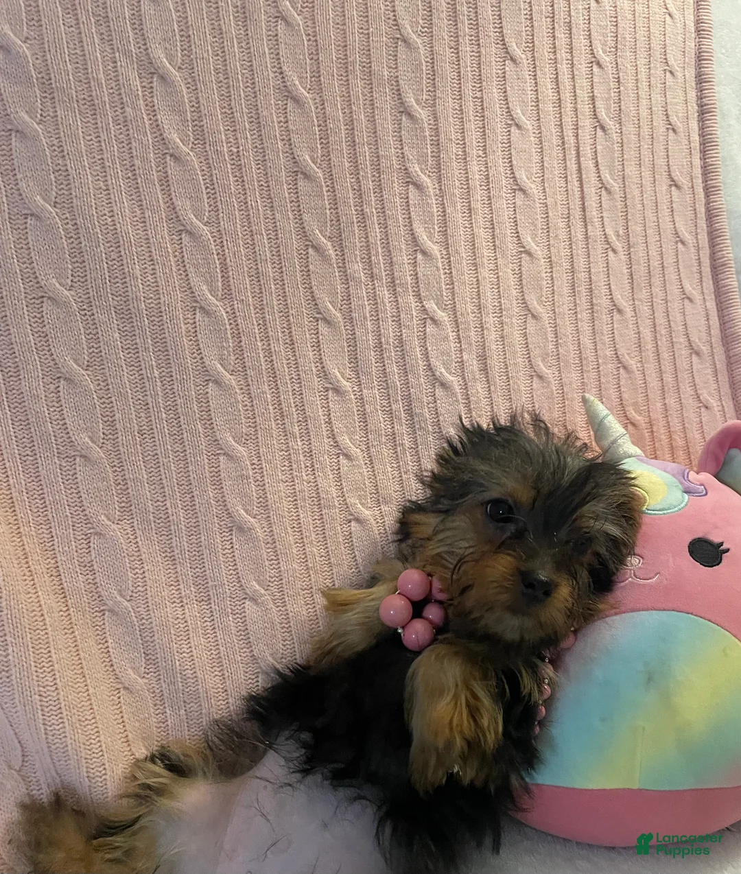 Yorkshire Terrier dogs for sale: Yorkshire Terrier 1 - Ad 2