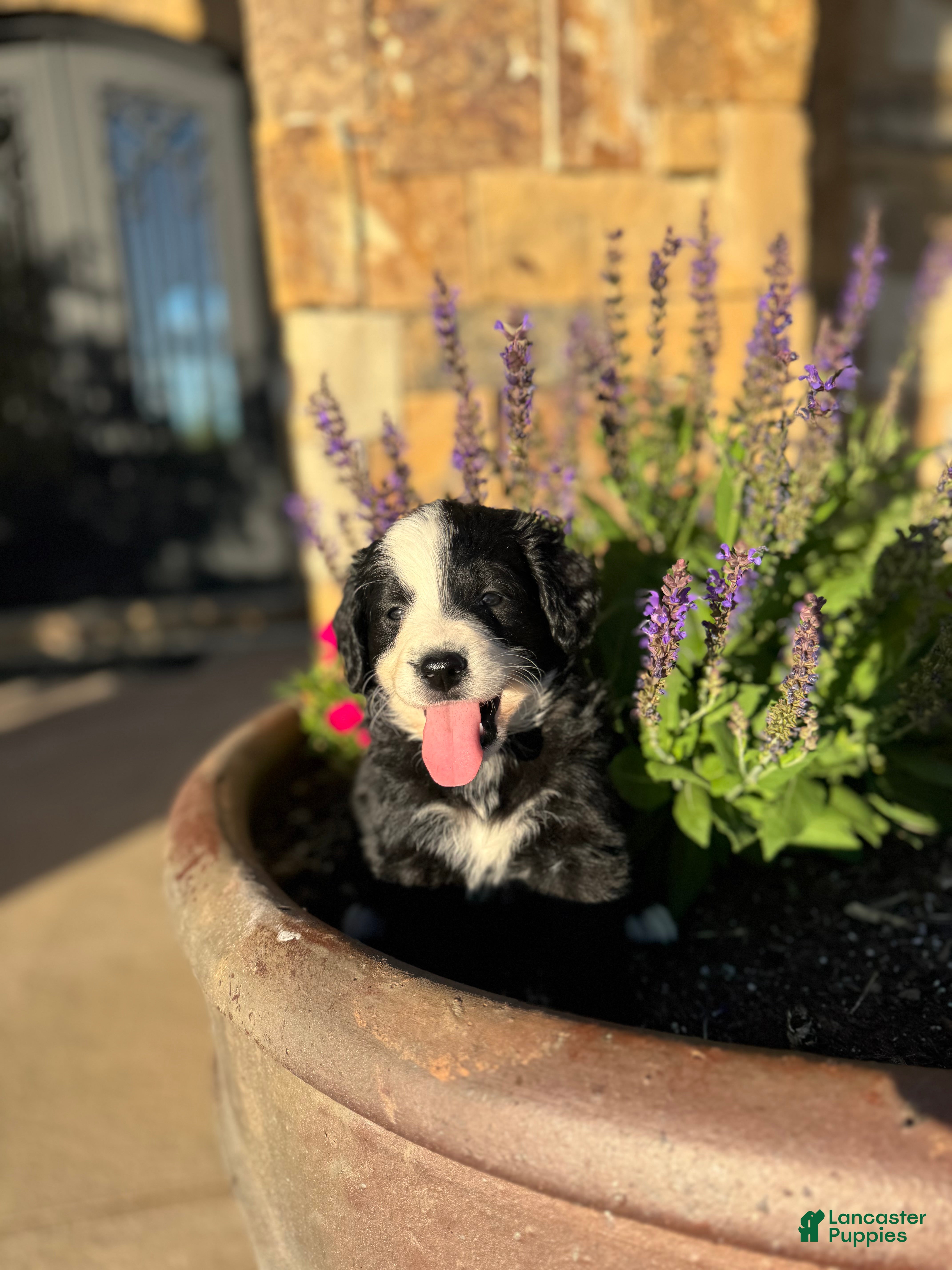 Mixed Breed dogs Fable - Ad 2
