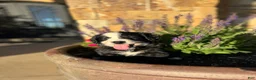 Mixed Breed dogs for sale: Fable - Ad 2