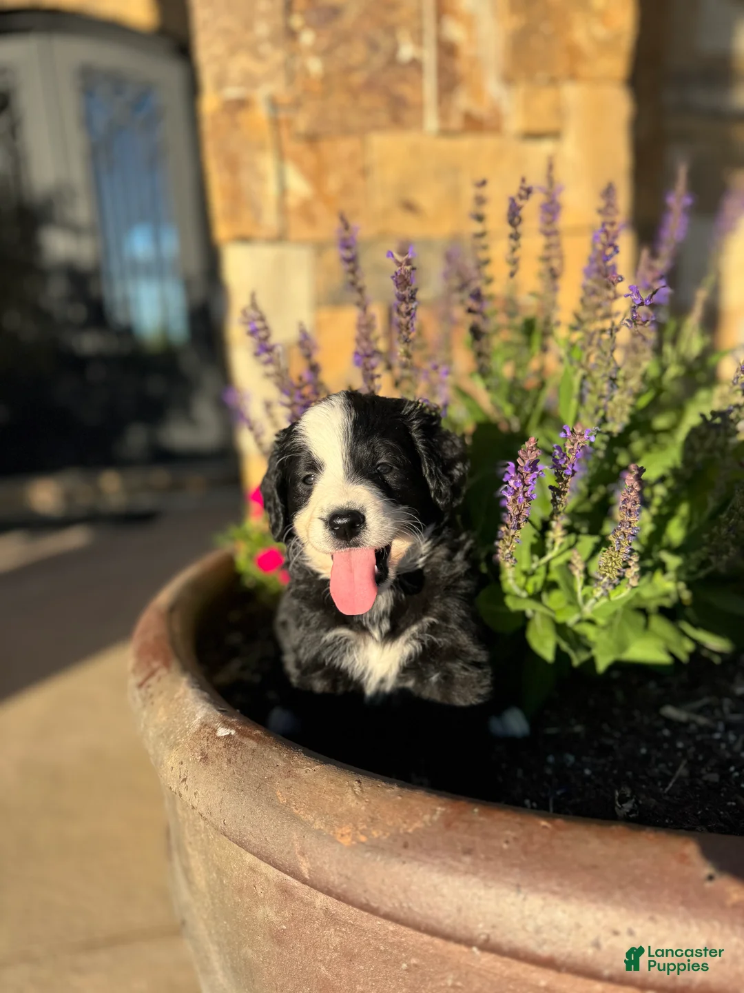 Mixed Breed dogs for sale: Fable - Ad 2