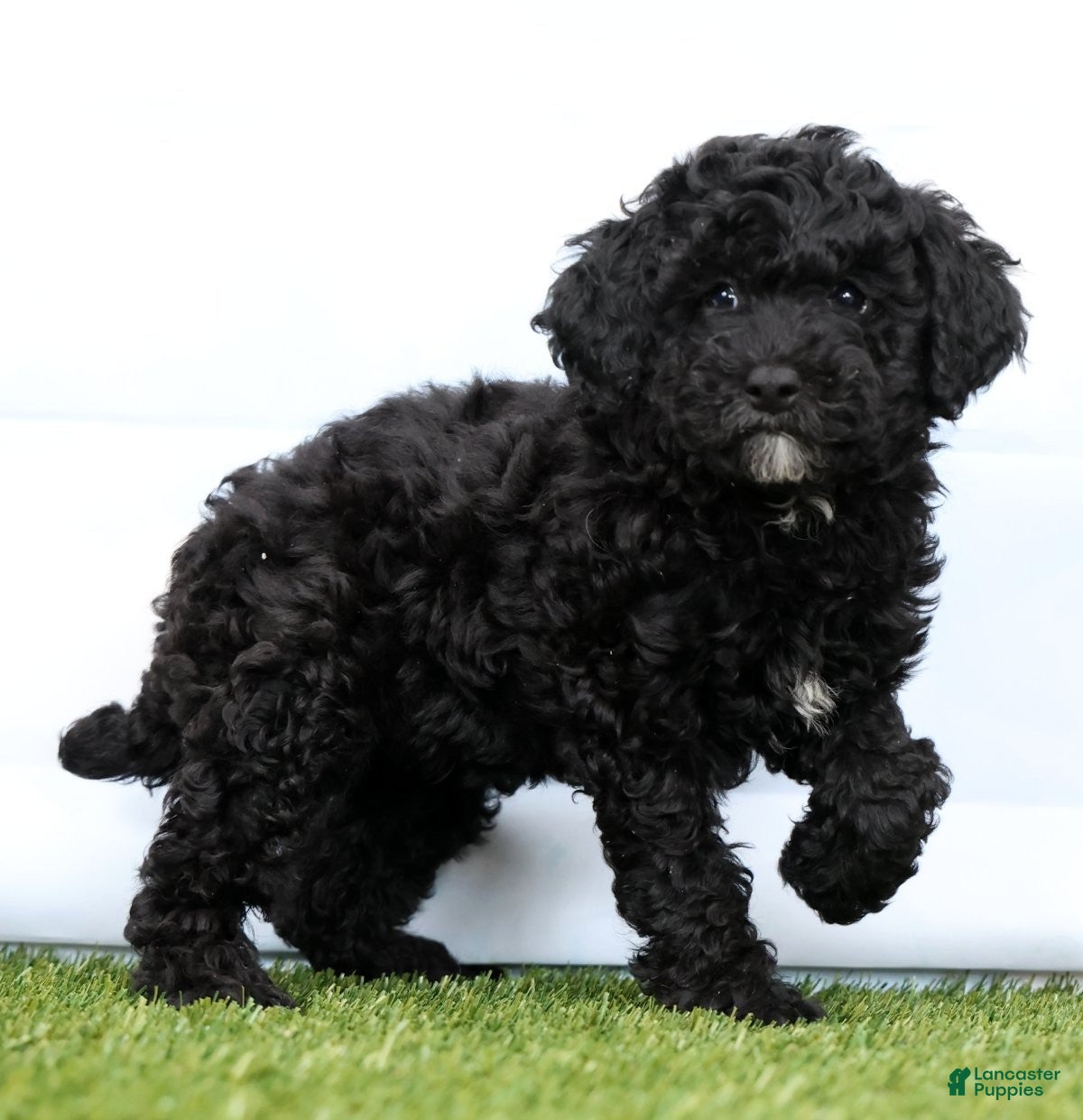 Miniature Poodle dogs Neva - Ad 2