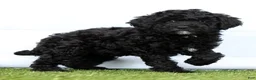 Miniature Poodle dogs for sale: Neva - Ad 2