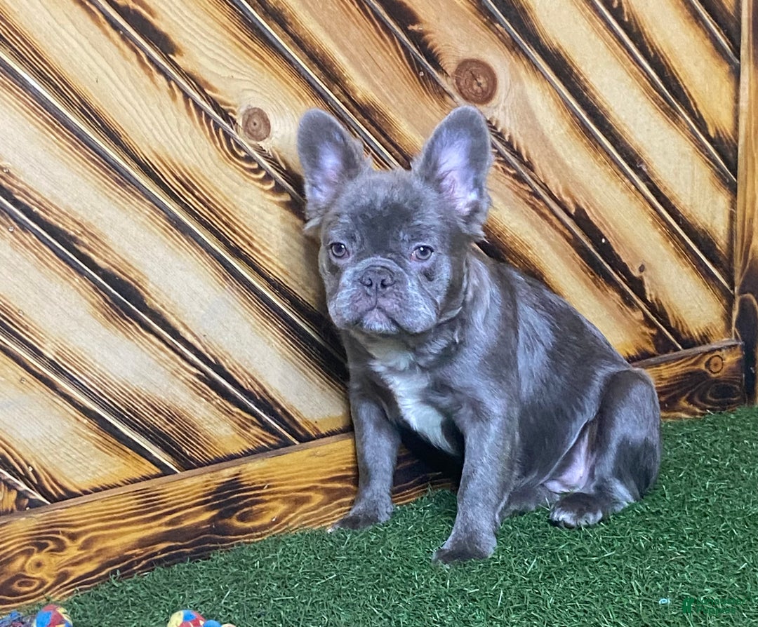 French Bulldog dogs for sale: Caste - Ad 6