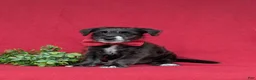 Jackapoo dogs for sale: Shawn - Ad 1