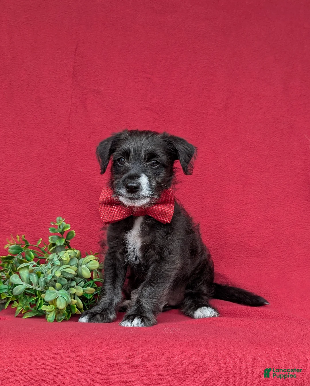 Jackapoo dogs for sale: Shawn - Ad 1