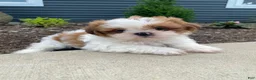 Shih Tzu dogs for sale: Timmy - Ad 1