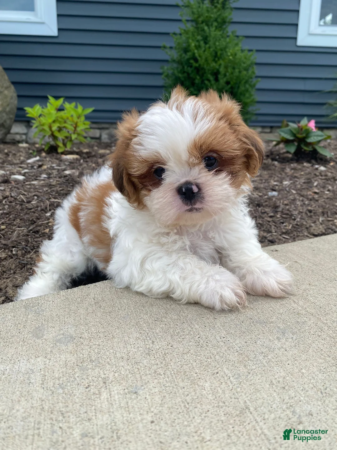 Shih Tzu dogs for sale: Timmy - Ad 1