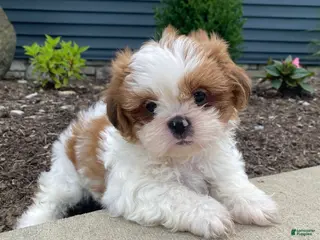 Shih Tzu dogs for sale: Timmy - Ad 2