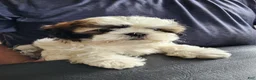 Teddy Bear dogs for sale: Milo - Ad 5