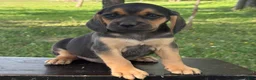 Puggle dogs for sale: Palmer - Ad 5