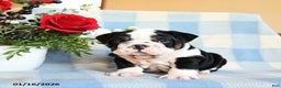 English Bulldog dogs for sale: Sam - Ad 5