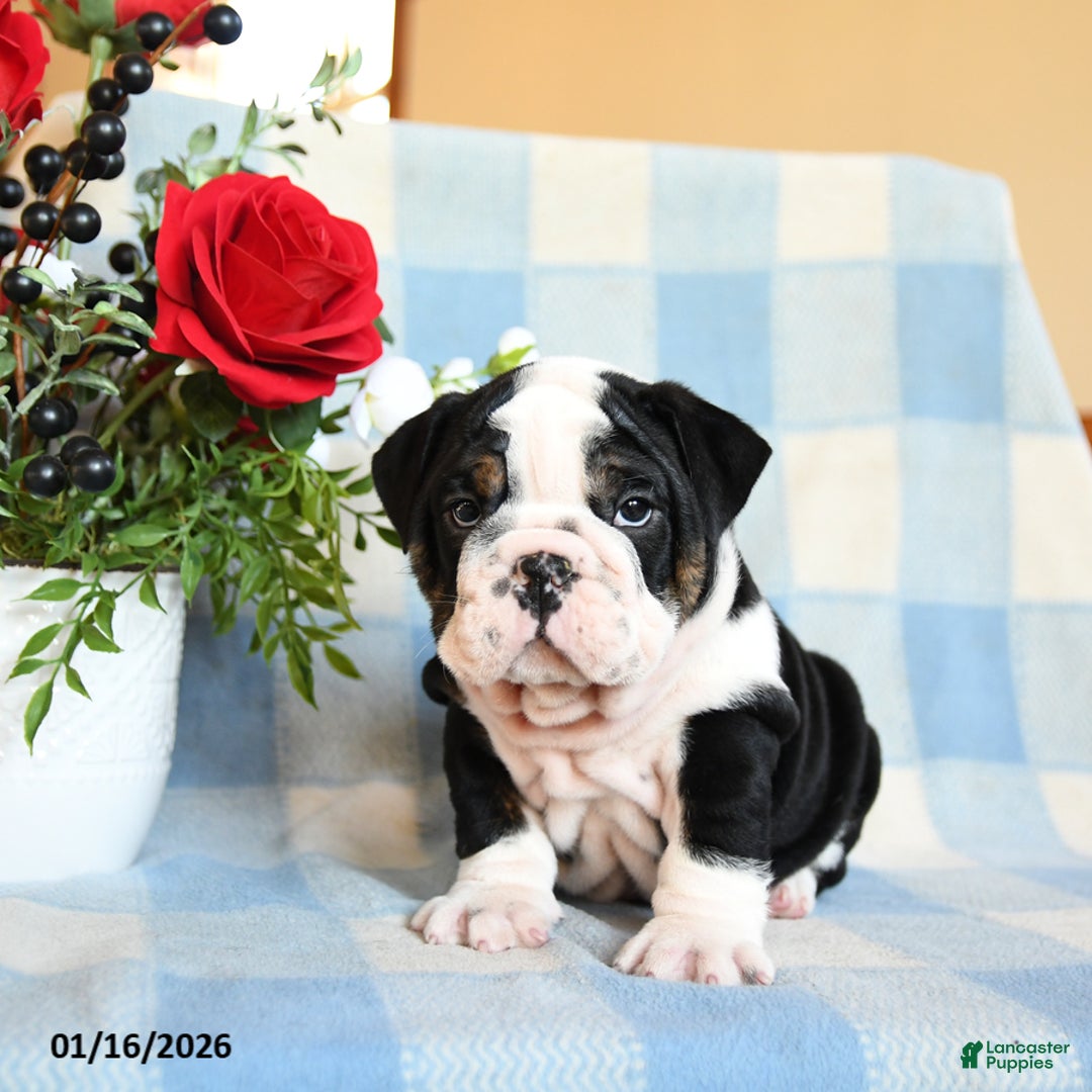 English Bulldog dogs for sale: Sam - Ad 5