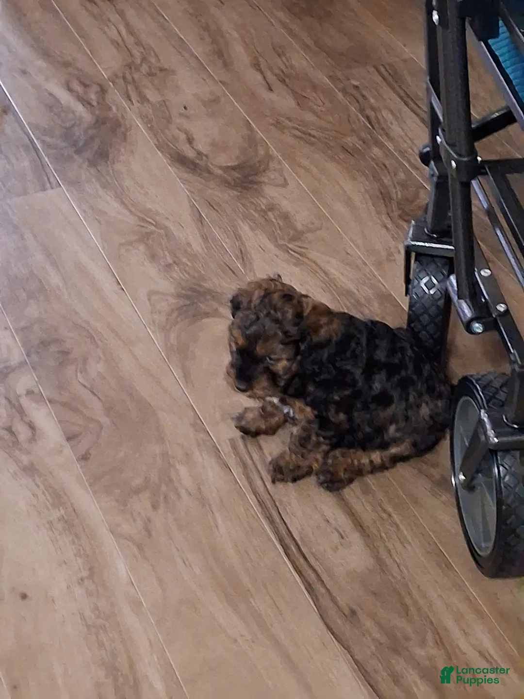 Mixed Breed dogs for sale: Mixed Breed Puppy 2 - Ad 1