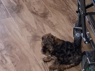 Mixed Breed dogs Mixed Breed Puppy 2 - Ad 38