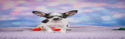 Chihuahua dogs for sale: DAHLIA - Ad 10