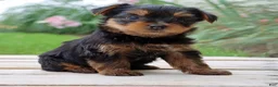 Yorkshire Terrier dogs for sale: Java - Ad 3