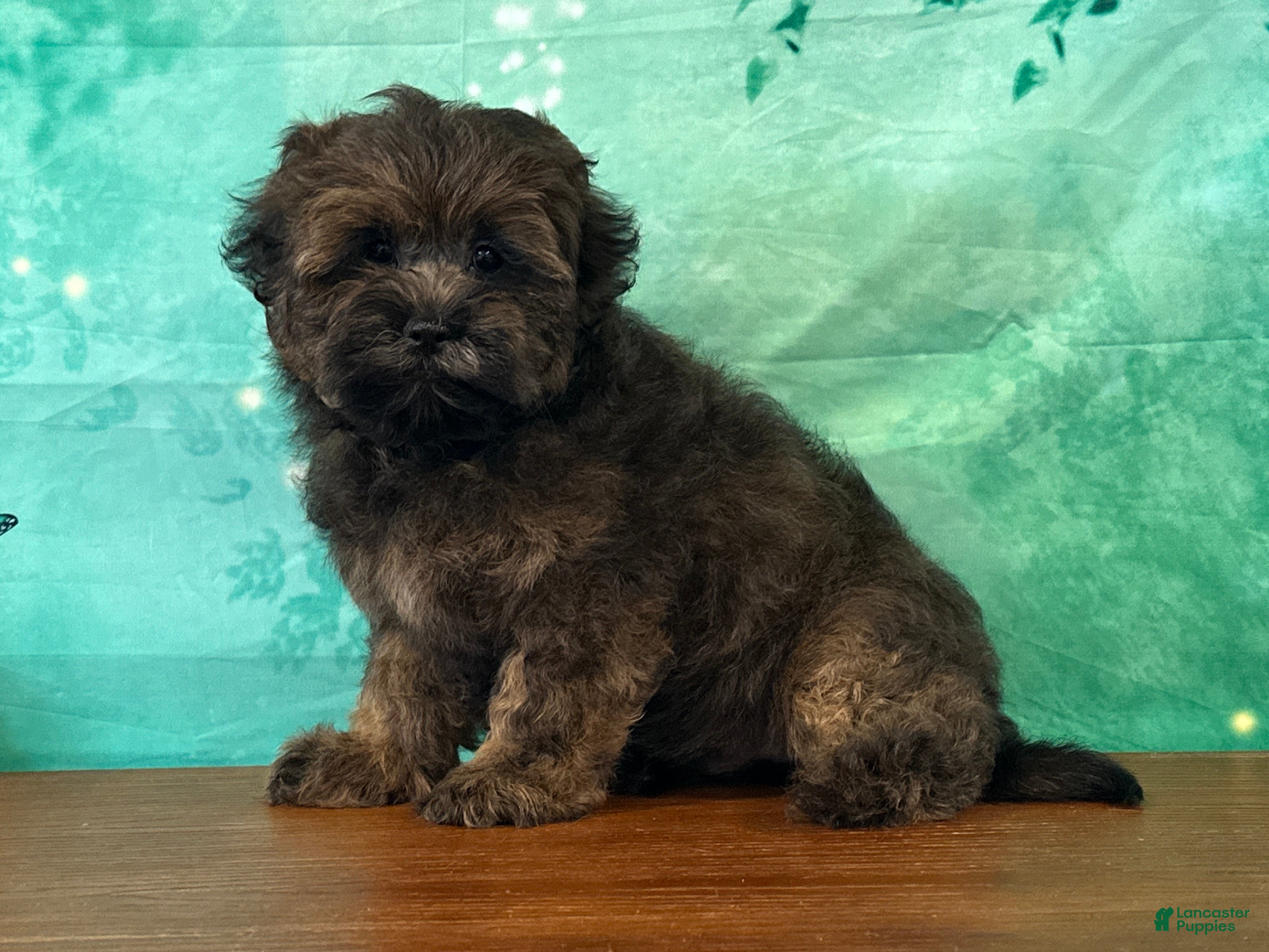 Teddy Bear dogs Kenny - Ad 1