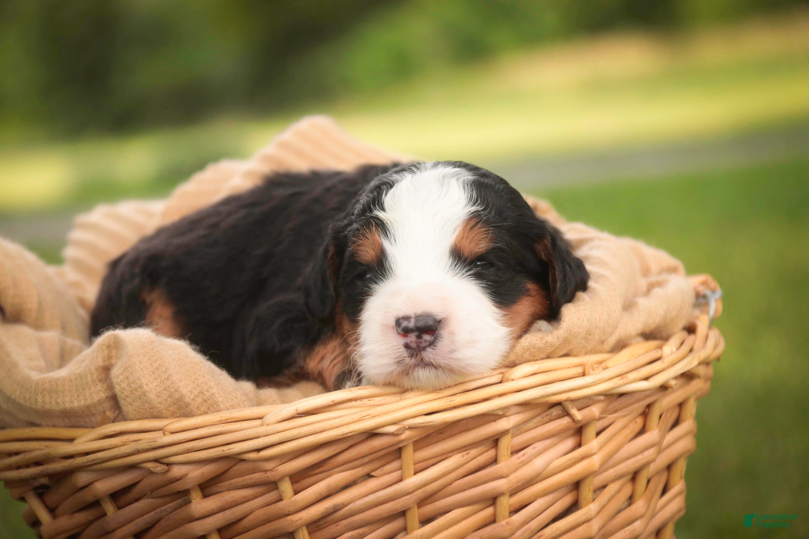 Mini Bernedoodle dogs Mooney Mini Bernedoodle  - Ad 2