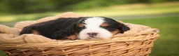 Mini Bernedoodle dogs for sale: Mooney Mini Bernedoodle  - Ad 2