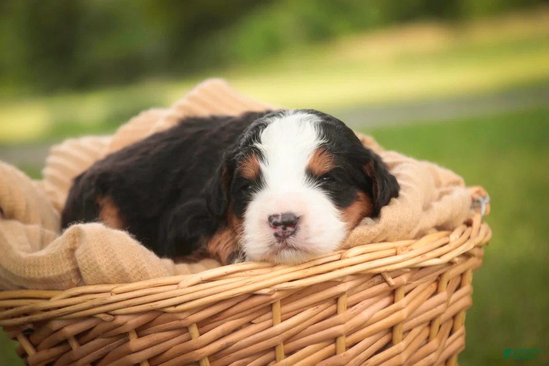 Mini Bernedoodle dogs for sale: Mooney Mini Bernedoodle  - Ad 2