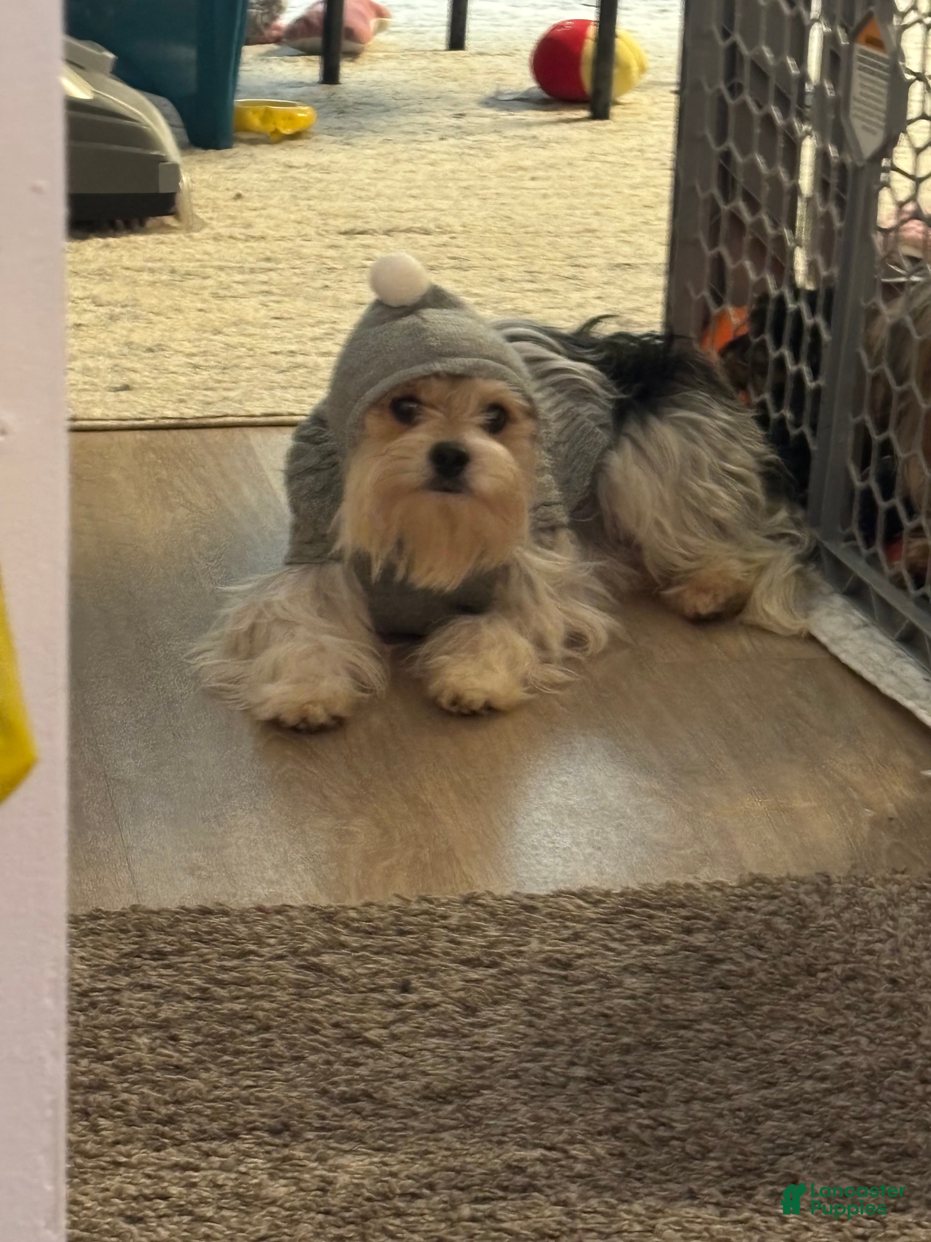 French Bulldog dogs Jersey the Morchie  - Ad 1