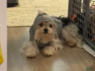 French Bulldog dogs Jersey the Morchie - Ad 1